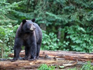 Courtesy Photo Black bears are solitary animals, but even so, the carrying capacity of any given habitat may be good enough to support several bears in a couple square miles.