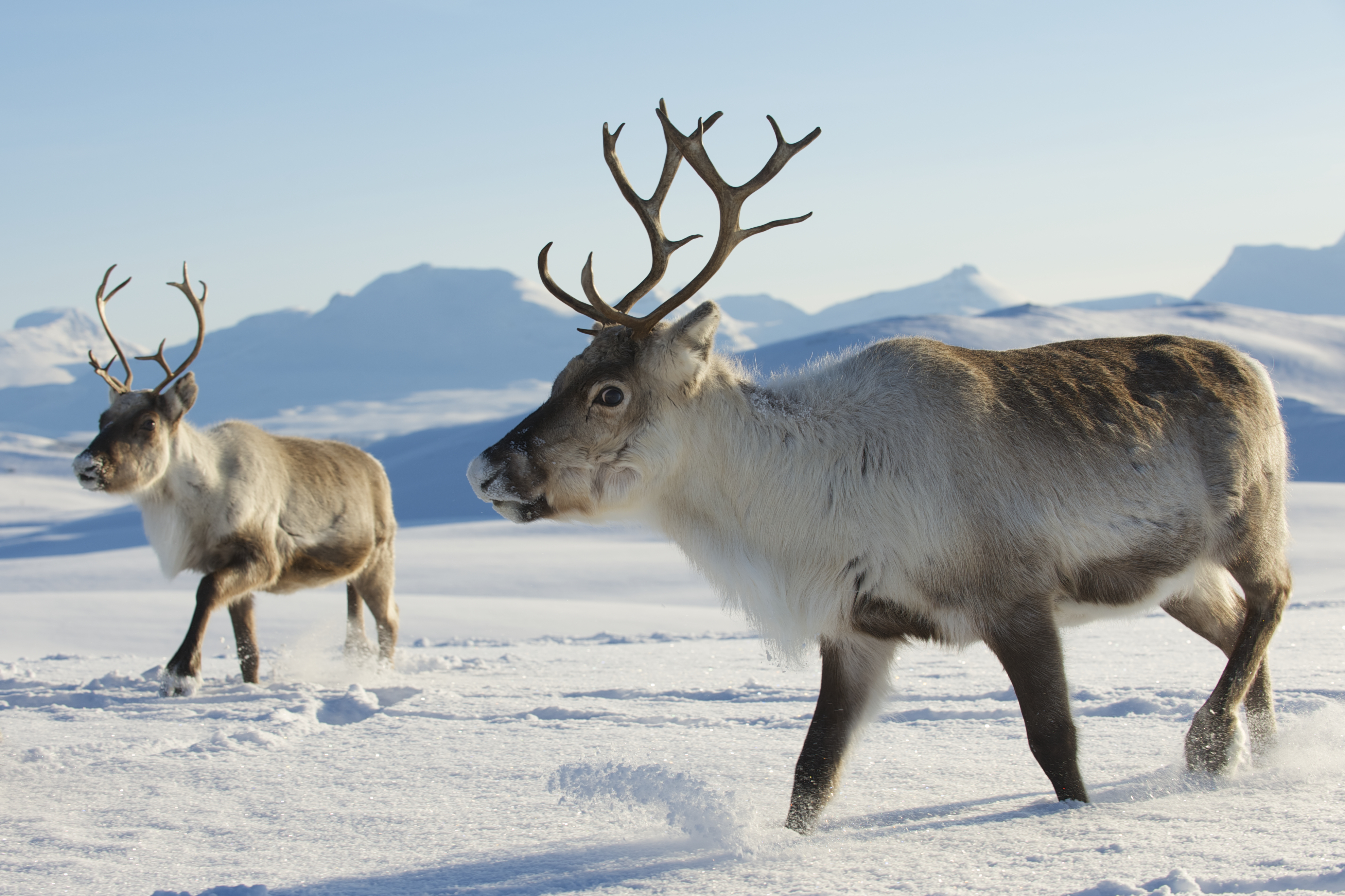 Remarkable Reindeer – The Free Weekly