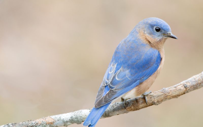 Bluebirds Aren't Blue: Facts about the 