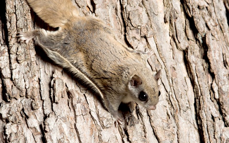 Southern Flying Squirrels – The Free Weekly